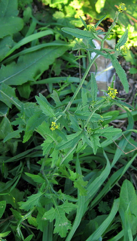 Изображение особи Sisymbrium officinale.