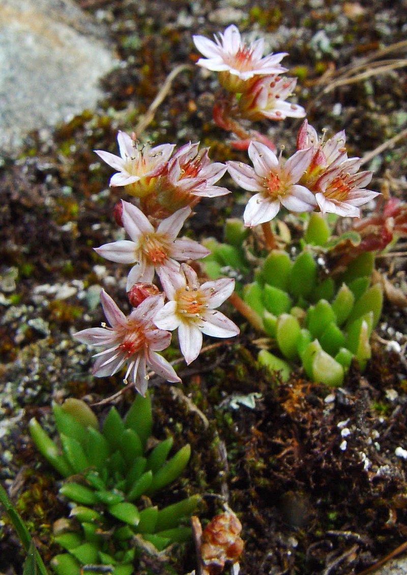 Image of Rosularia alpestris specimen.