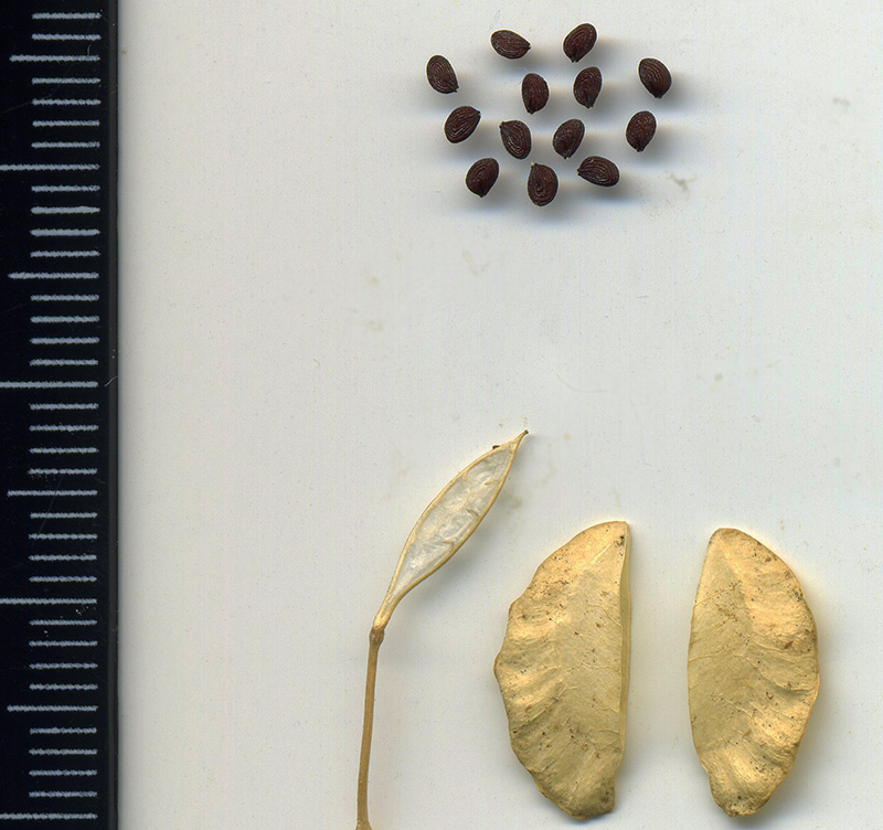 Image of Thlaspi arvense specimen.