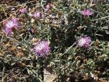 Centaurea steveniana