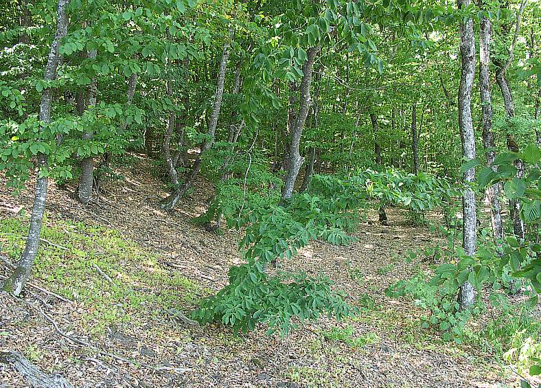 Image of Fagus × taurica specimen.