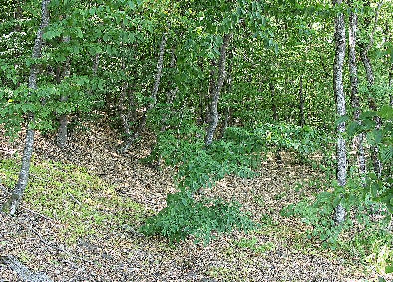 Image of Fagus &times; taurica specimen.