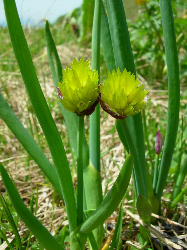 Image of Allium fedtschenkoanum specimen.