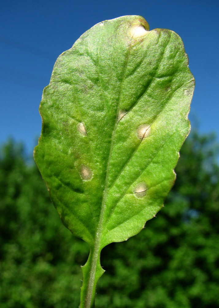 Image of Barbarea stricta specimen.
