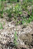 Draba huetii