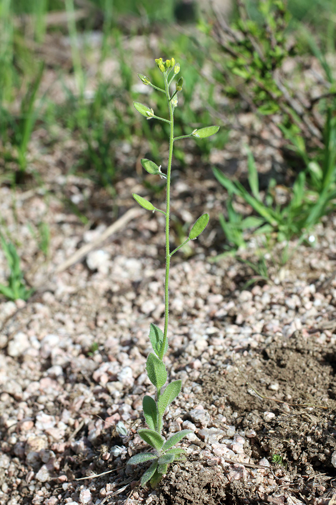 Image of Draba huetii specimen.