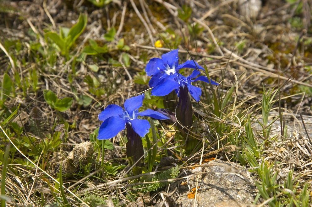 Изображение особи Gentiana angulosa.