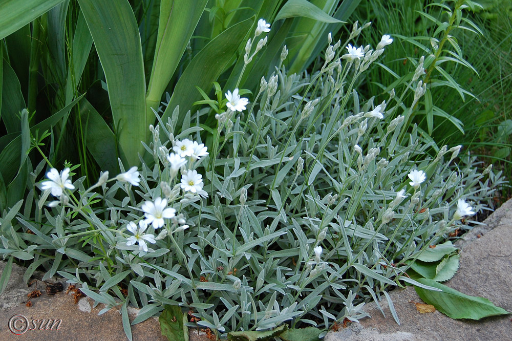 Image of Cerastium argenteum specimen.