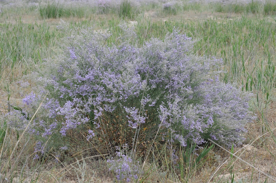 Изображение особи Limonium popovii.
