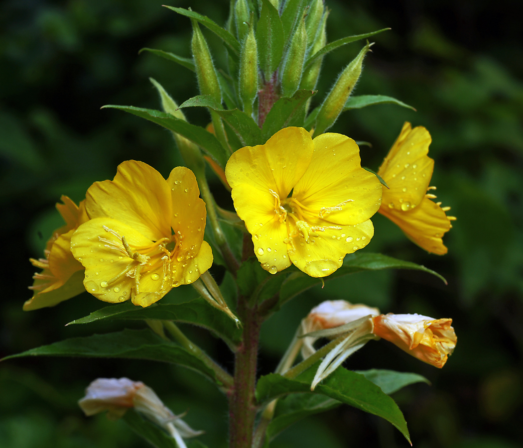 Изображение особи Oenothera rubricaulis.