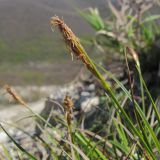 Carex halleriana. Верхушка побега с соцветием. Краснодарский край, Абинский р-н, окр. станицы Шапсугская, мергелевый карьер. 13.04.2014.