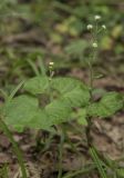 Adenocaulon adhaerescens