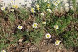 Anthemis ruthenica