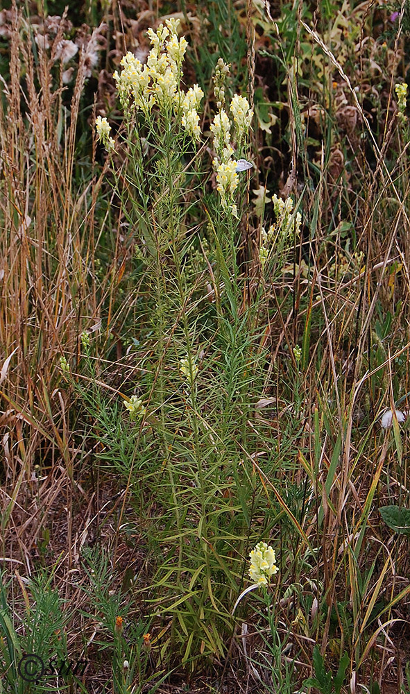 Изображение особи Linaria vulgaris.