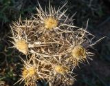 Carlina graeca