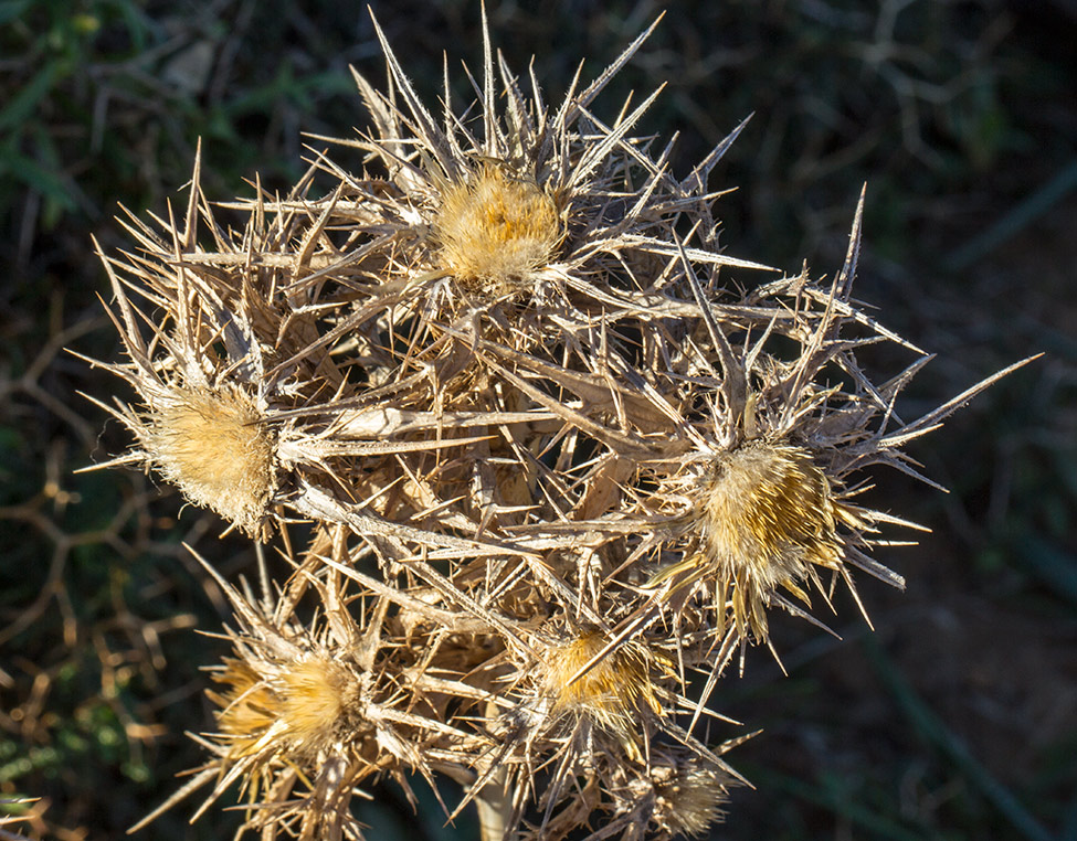 Image of Carlina graeca specimen.