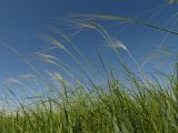 Stipa krylovii