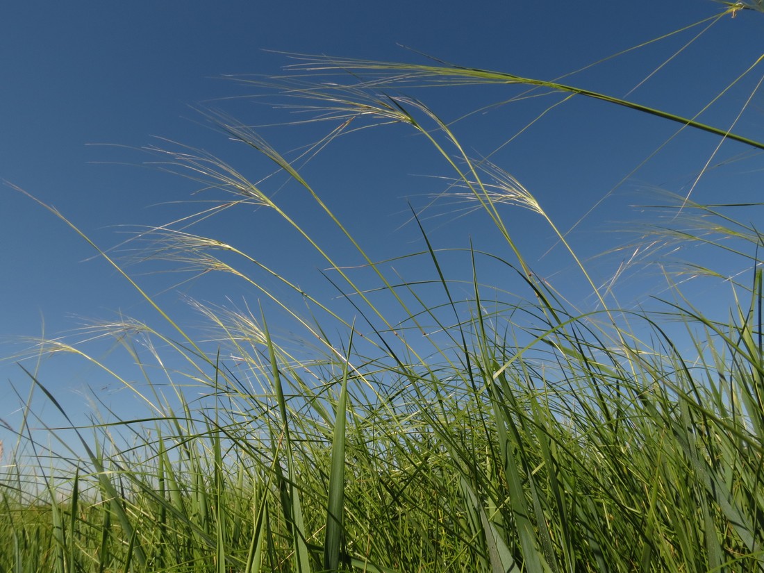 Image of Stipa krylovii specimen.