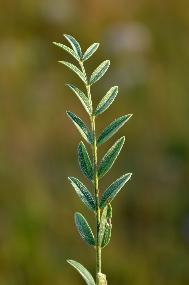 Изображение особи Astragalus masenderanus.