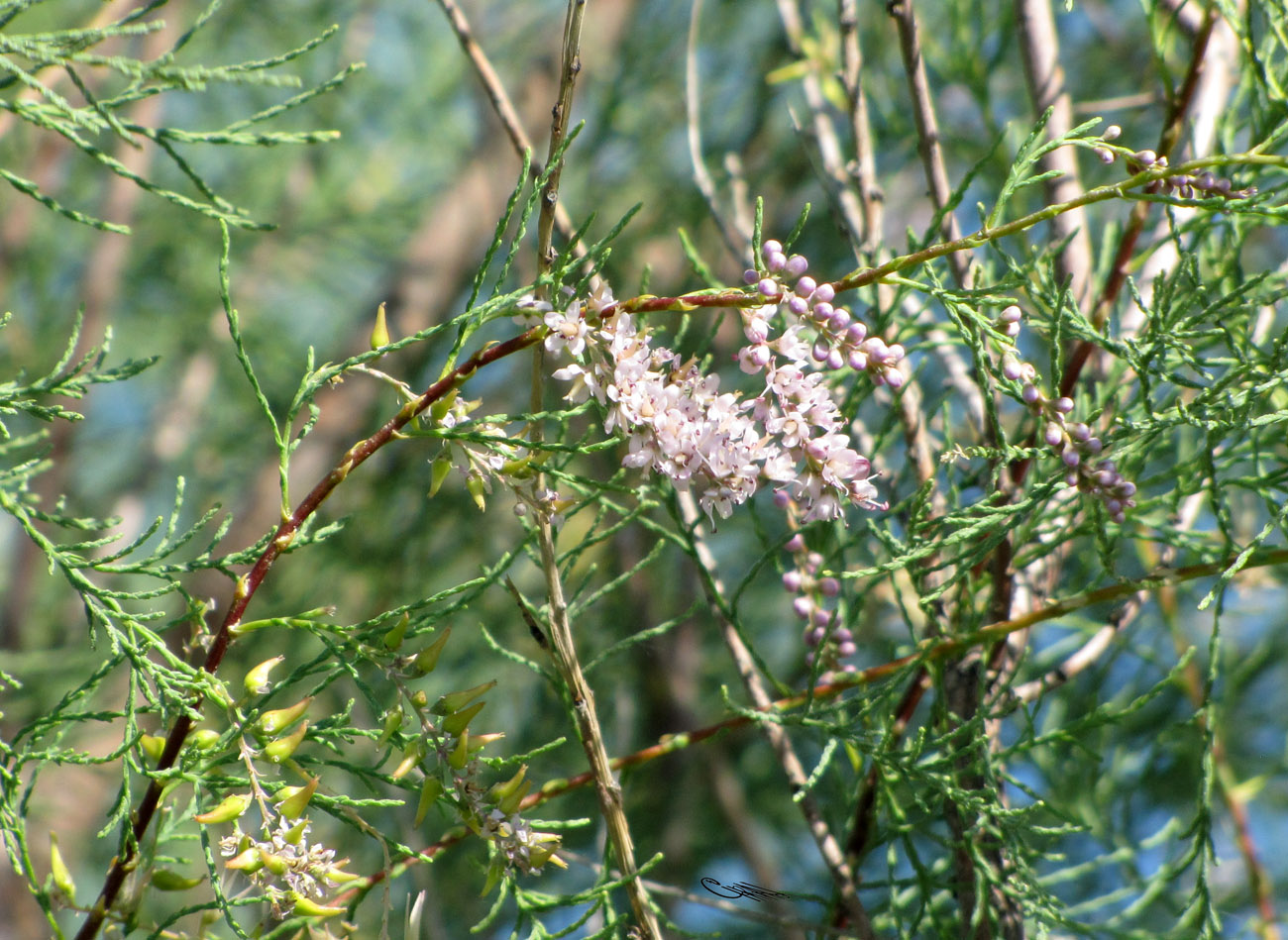 Image of Tamarix gracilis specimen.