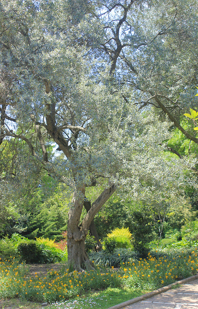Image of Olea europaea specimen.