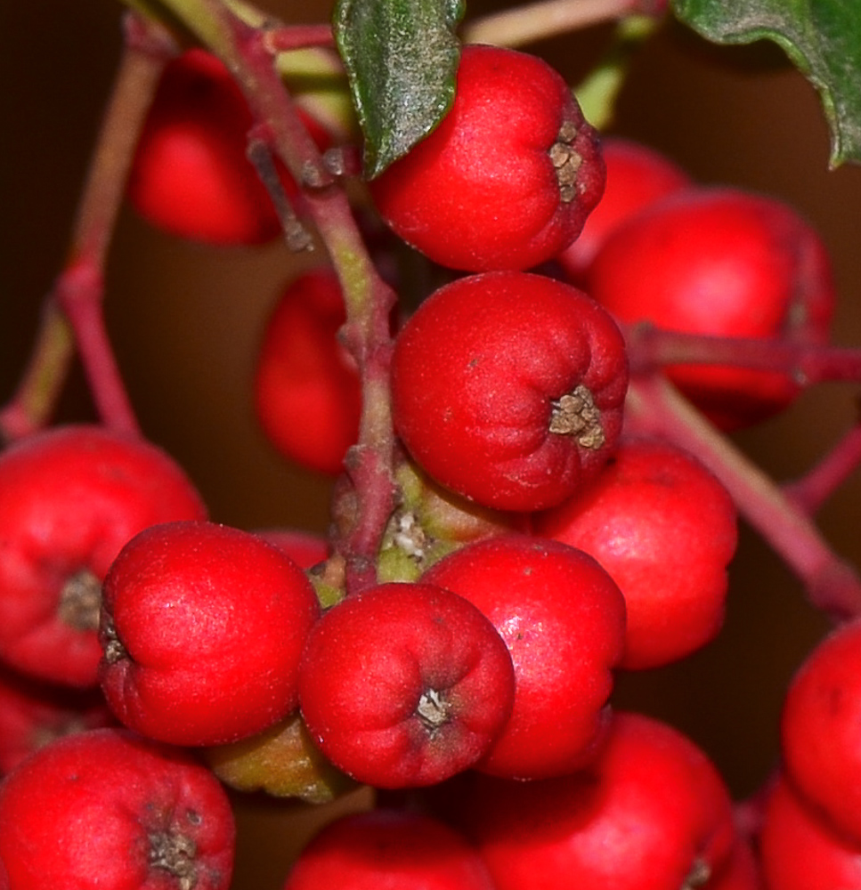 Изображение особи Heteromeles arbutifolia.