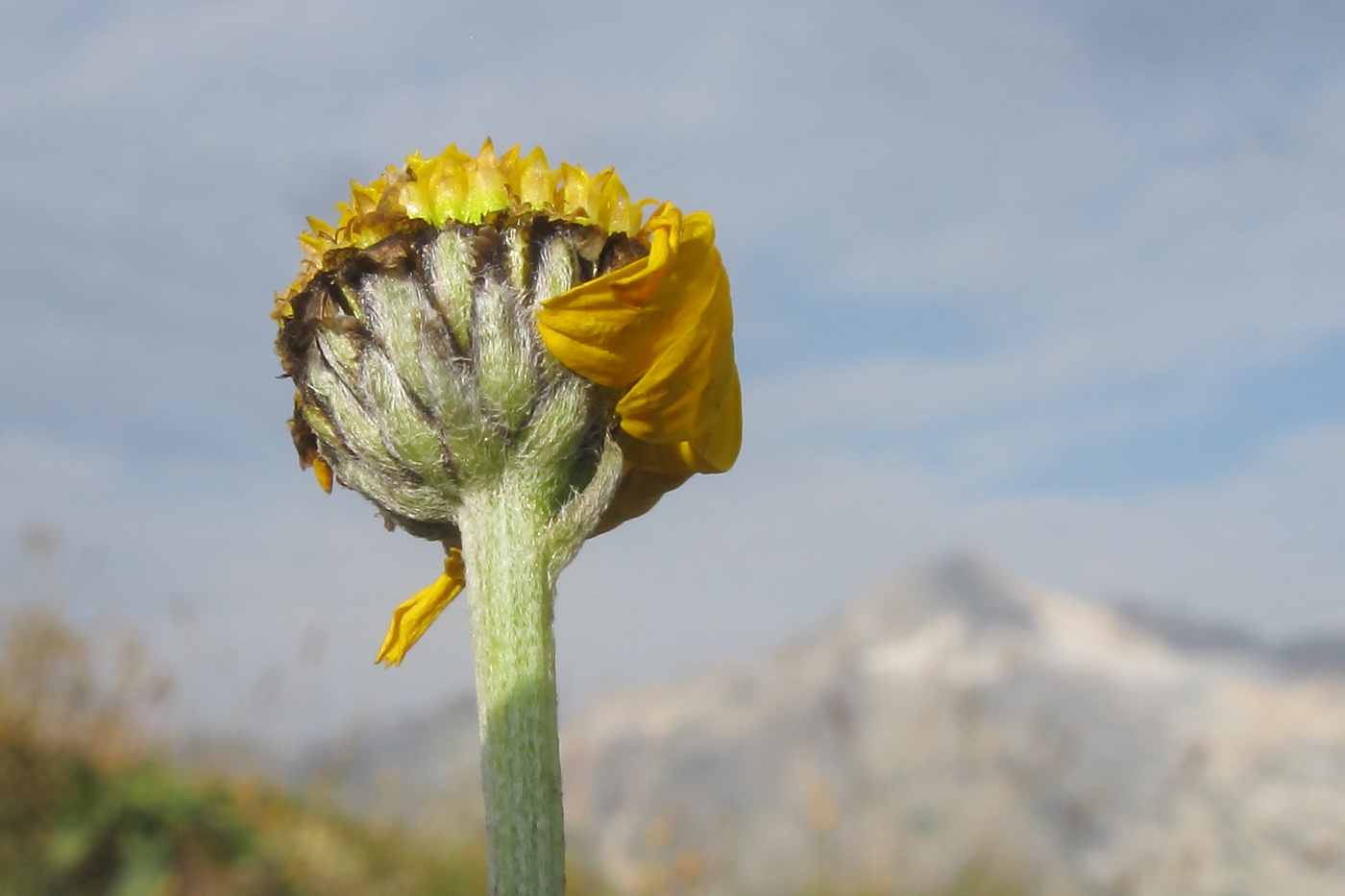 Изображение особи Anthemis marschalliana ssp. pectinata.