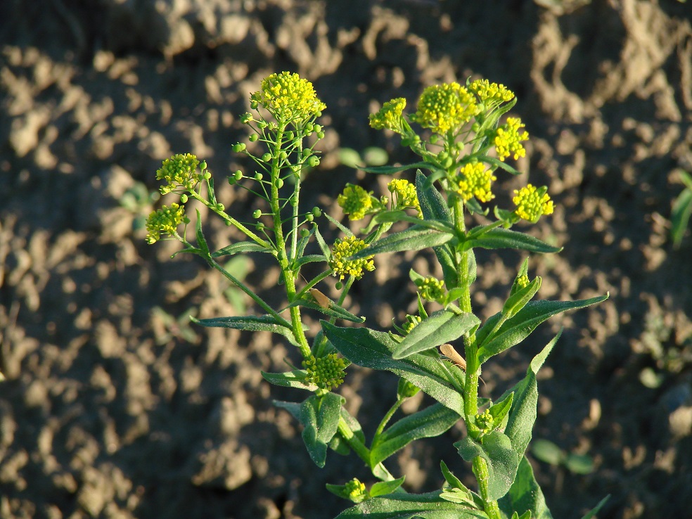 Изображение особи Neslia paniculata.