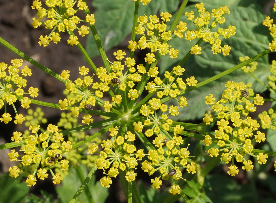 Image of Pastinaca sativa specimen.