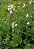 Hesperis voronovii