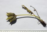 Image of taxon representative. Author is Сергей Банкетов