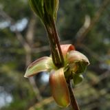 Acer saccharum