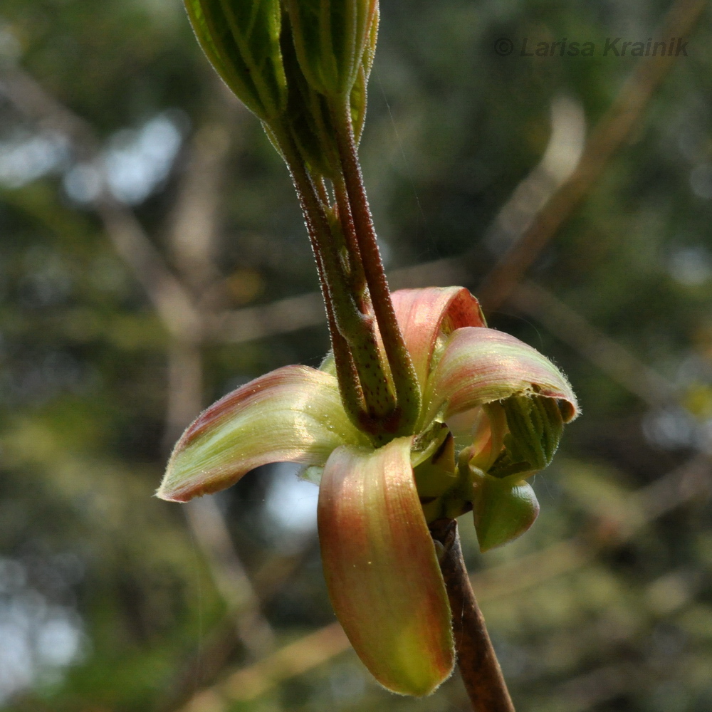 Image of Acer saccharum specimen.