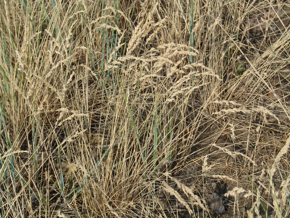 Изображение особи Poa angustifolia.