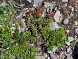 Salix brayi