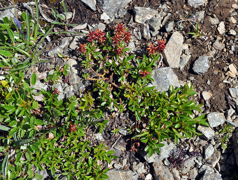 Image of Salix brayi specimen.