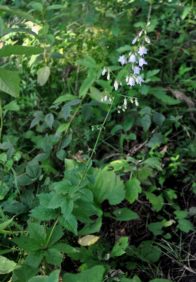 Изображение особи Adenophora pereskiifolia.