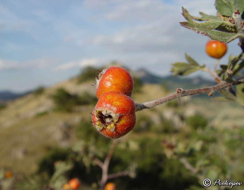 Image of Crataegus orientalis specimen.