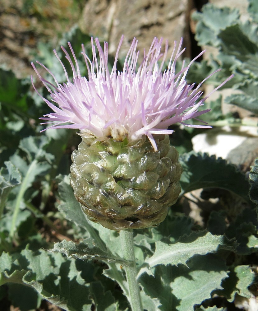 Image of Stemmacantha karatavica specimen.