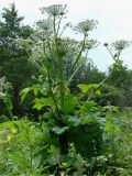 Heracleum sosnowskyi. Цветущее растение. Ленинградская обл., г. Волхов, правый берег, около старого автомобильного моста. 13.07.2008.