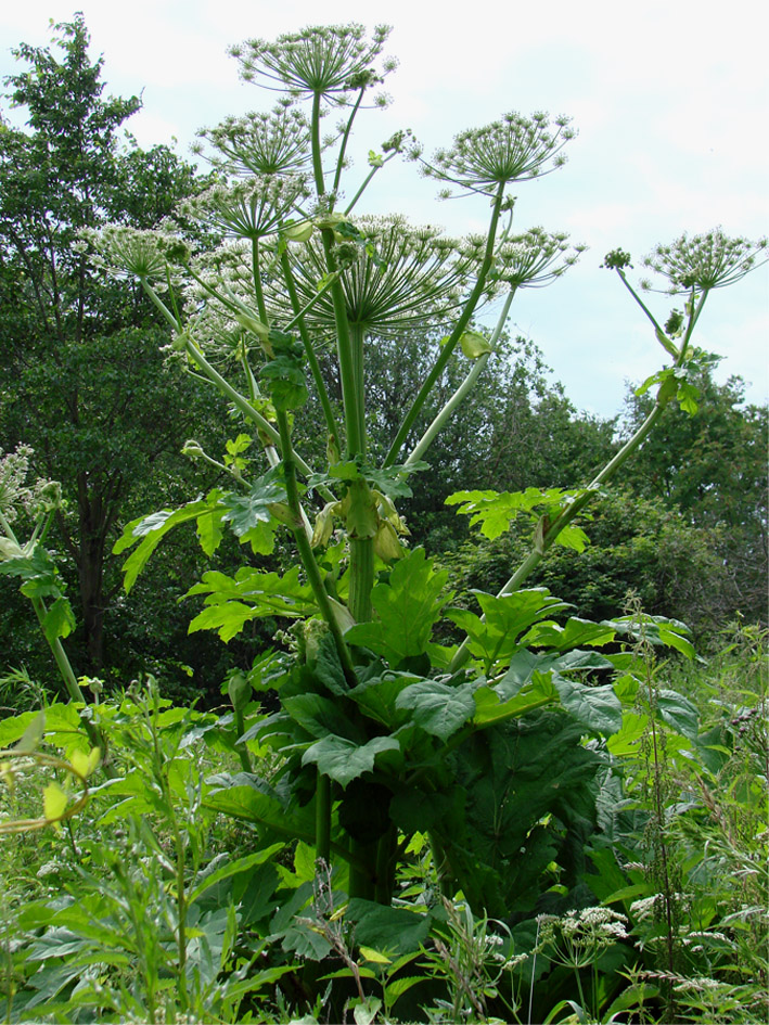 Image of Heracleum sosnowskyi specimen.