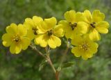 Potentilla fragarioides
