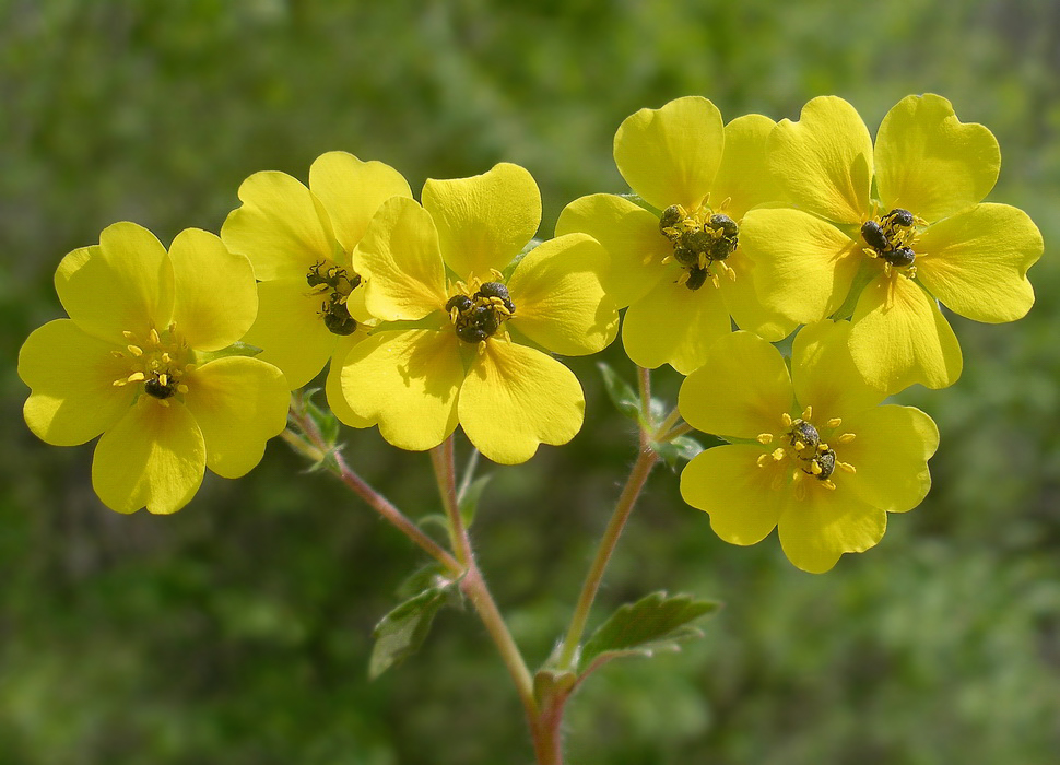 Изображение особи Potentilla fragarioides.