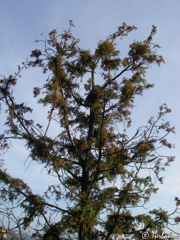 Image of Arceuthobium oxycedri specimen.