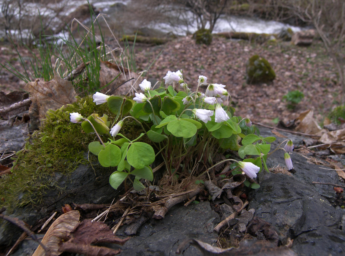 Изображение особи Oxalis acetosella.