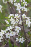 Prunus spinosa. Часть ветки цветущего растения. Татарстан, Нижнекамский р-н, остепненной склон на правом берегу р. Зай. 6 мая 2016 г.