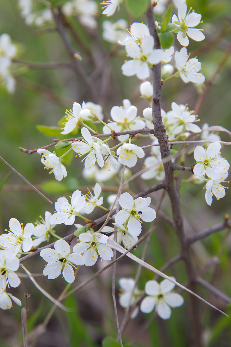 Image of Prunus spinosa specimen.