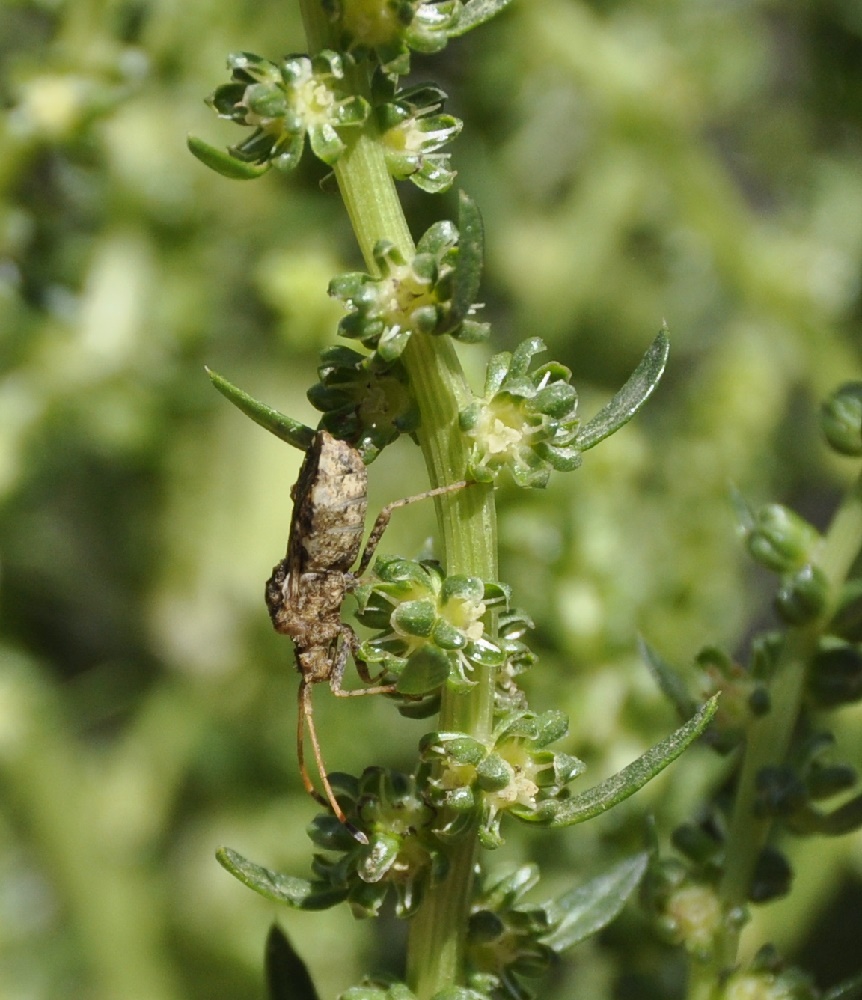 Image of Beta vulgaris specimen.