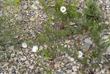 Convolvulus arvensis