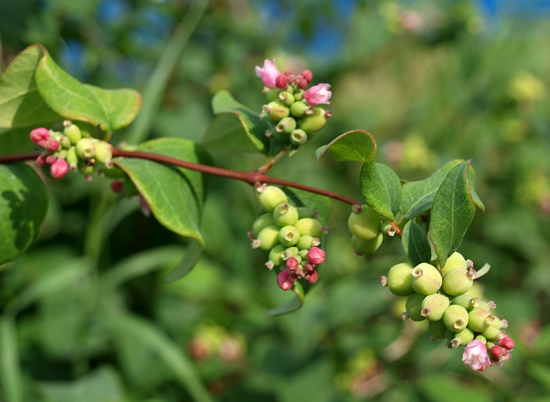 Image of Symphoricarpos albus var. laevigatus specimen.